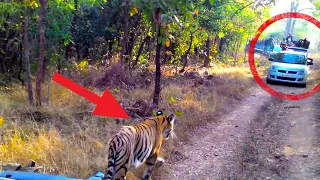 20 wild animal encounter Caught on Camera | funny and scary