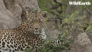 WildEarth - Sunrise Safari -  10 October 2023