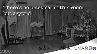 There’s no black cat in this room but cryptid. UMA黒ニョロニョロ発見