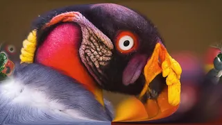 Bird Beaks You Can't Believe Are Real