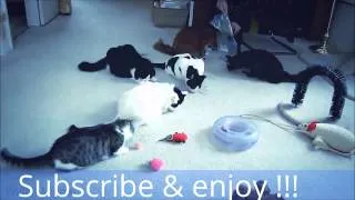 Funny cats compilation part 4