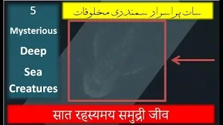 5 Mysterious Deep Sea Creatures Spotted On Google Earth | Duniya-e-Haqeeqat