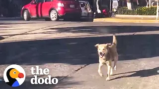 Stray Dog Chases Woman's Car For Five Blocks Until She Finally Stops | The Dodo