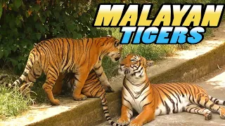 Malayan Tigers - Prague Zoo (4k)