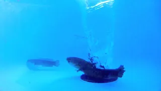Satisfying Whirlpools with FISH and Everything. water vortex. Whirlpool Experiment.
