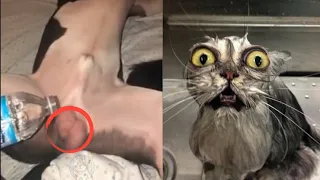 Funny cat videos that will brighten up your 2021 day! 😹