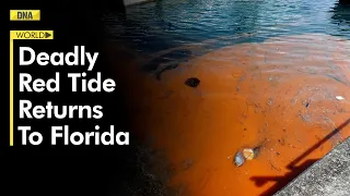Deadly red tide returns to Florida; Know what is it