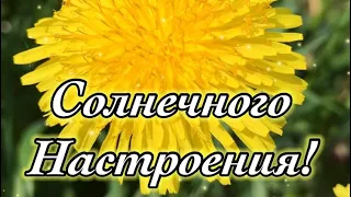 Доброе утро ! Чудесного дня ! Солнечного настроения ! #Shorts