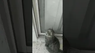 Бедный кот Максимушка Poor cat Maximus