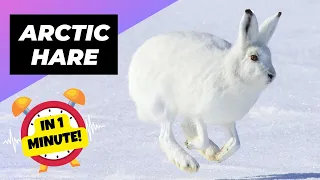 Arctic Hare - In 1 Minute! 🐰 The Cutest Snowball Of The Arctic | 1 Minute Animals