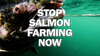 Stop Salmon Farming in Scotland