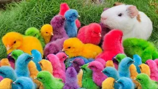 Catch millions of cute chickens, colorful chickens, gold fish, turtle, rabbits, ducks, cute animal