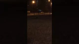 Лисички бегают в Москве.