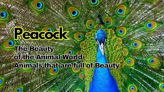 Amazing Facts | Peacock | Interesting facts about animals full of beauty