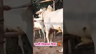 bull and buffalo meeting frist time ।bull meeting  #buffalo #animals #bull