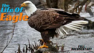 The Epic Life Of Eagle || Lets Know About Some Secrets Of Eagle's