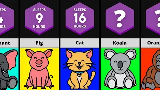 Sleep Time Different Animals | Comparison