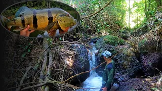 Exploring new locations for Peacock Bass in the Brokopondo lake - Suriname