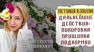 Когда пикировать петунию? Какой объем емкости нужен рассаде? Когда начинать подкармливать петунию?