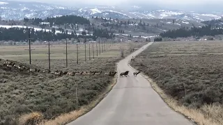 Huge Herd of Elk Cross the Road in Grand Teton National Park