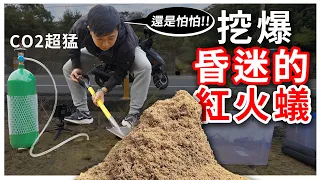 挖爆！「昏迷」的紅火蟻｜甦醒後瘋狂亂竄｜最瘋狂的企劃P2【臺灣蟻窟】