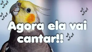 Calopsita cantando 🦜 som para treinar a sua 🍃🐦 CALOPSITA cantando muito 🐦  os melhores sons