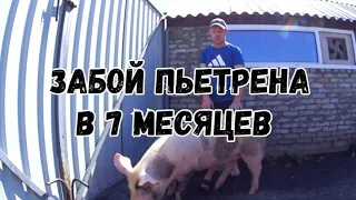 Забой свиньи породы пьетрен в 7 месяцев /соотношение мяса к салу