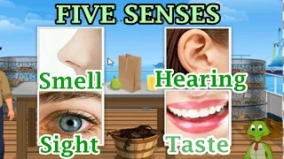 The 5 Senses: Sight, Hearing, Taste, Smell and Touch, Preschool and Kindergarten Activities