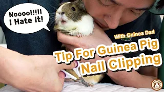 Grooming Tips! How to Clip Your Guinea Pig's Nails Like a Pro | GuineaDad School