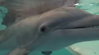 Underwater View of Winter Putting on her Prosthetic Tail