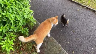 餌やりさんがきた時の猫ちゃん達の反応が可愛すぎる…。#地域猫