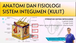 ANATOMI DAN FISIOLOGI KULIT