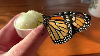 Fixing a female monarch with crumpled wings (using stickers)