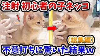 【2ch動物スレ総集編】注射初心者の子猫 → 不意打ちに驚いた結果www