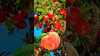 #Apple #fruits  #trendingshorts #video |ASC Kids 3
