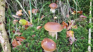 Porcini mushrooms in the Carpathians. SECRET FOREST WITH HUNDREDS OF MUSHROOMS. No. 1