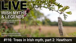 Live Irish Myths episode #116: Trees in Irish myth and folklore, part 2: Hawthorn/Whitethorn