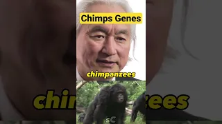 Chimps Difference to Humans Michio Kaku #animals #shorts