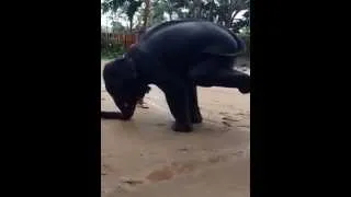 Thai elephants got talent