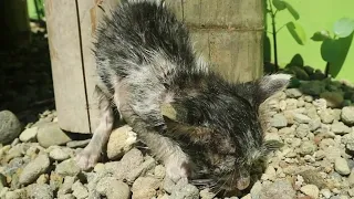 "help me, I'm cold and starving!" - Kitten Rescue (Indonesia)