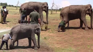 Injured Elephant !