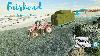 The cows ate all the grass!!! Scaling up the cow operation| Fairhead Ep29|#fs22