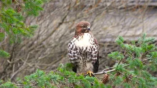 4K Best of the Nisqually Delta Wildlife - Live Action- The Variety Pack. Ambient Music.