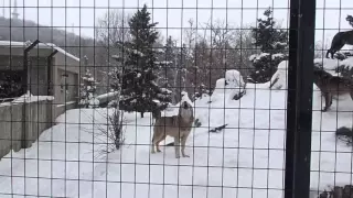 旭山動物園オオカミの森で遠吠え