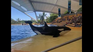The reality of life as an Orca in a concrete tank at Loro Parque (Tenerife)