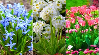 Exploring the Beauty of Spring 🍀 Garden Design Ideas and Floral Inspiration