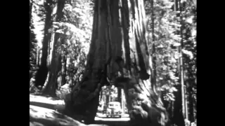 Yosemite Nature Notes - 11 - Big Trees