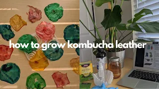 How to Grow + Harvest Kombucha Leather(SCOBY) || giybiobuddies