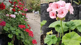 #Manuring in geranium flower plants. How to clean up and care for Geraniums #gardening 🌿🌿