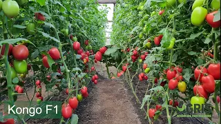 Kongo F1 - Cultura de tomate roz în jud. Galați, loc. Matca, la domnul Stan Costel